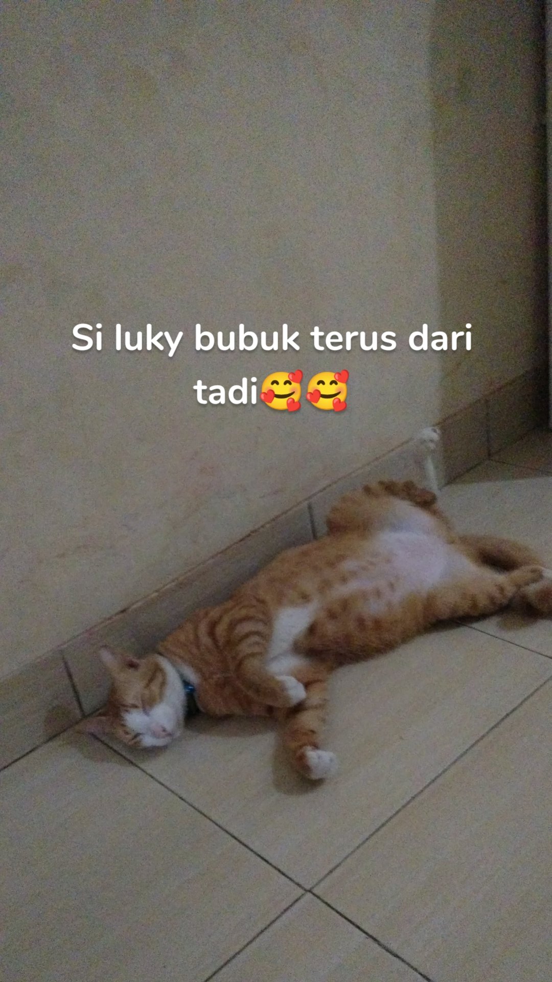 Si luky bubuk terus dari tadi🥰🥰